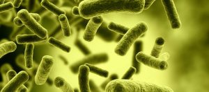 bacteria-960-426-960-24625