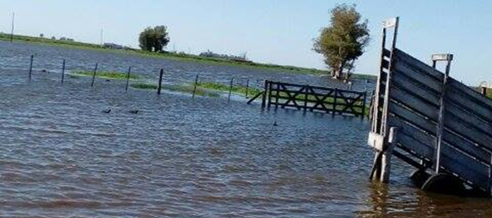 Charlone 2 960