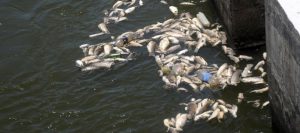 sali dulce contaminado