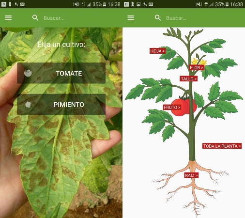 tomate-diagnostico-web2