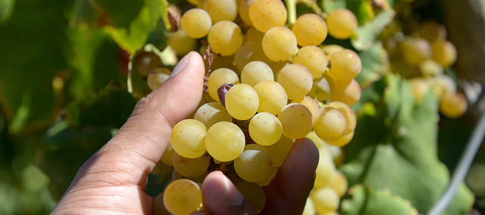 uvas vitivinicolas