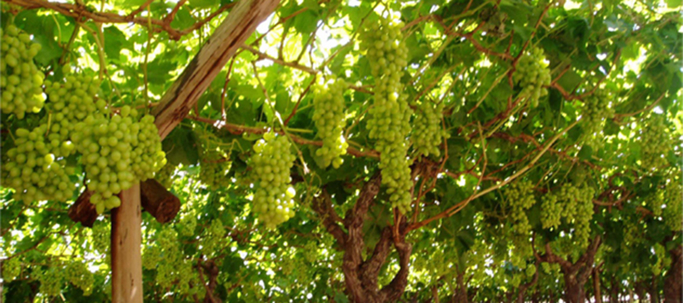 Uva Moscatel de Alejandría - Foto: Infocampo
