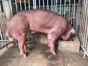 15977257_1405159949518368_728862613629279139_n