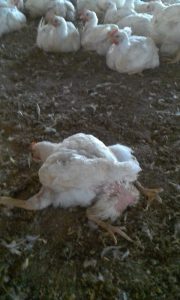 Pollo de 4 patas