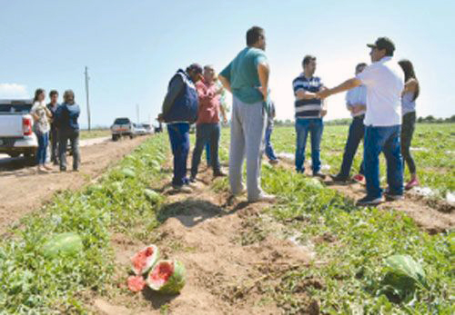 granizo cultivos productores