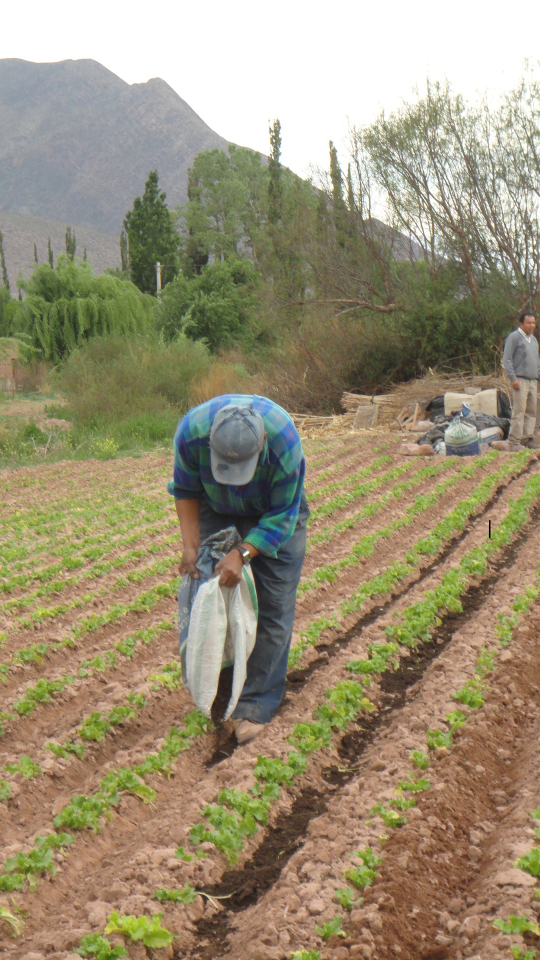 Productor aplicando lombricompuesto en Quebrada de Humahuaca