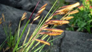 vexillarium 1 destacada opt