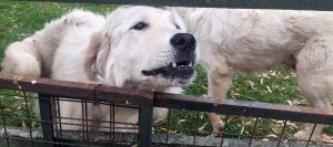 perros ovejas