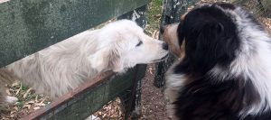 perros ovejas