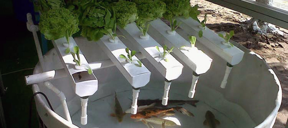 Amante patrimonio Empleado Con la acuaponia producir peces y hortalizas al mismo tiempo es posible