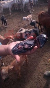 animal1.jpg_1320421387-42hcp3tqb450