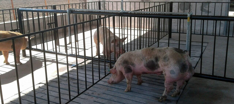 laboratorio porcinos cerdos