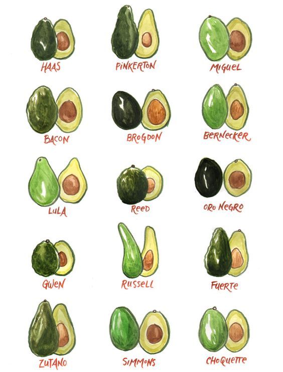 Tipos de palta 