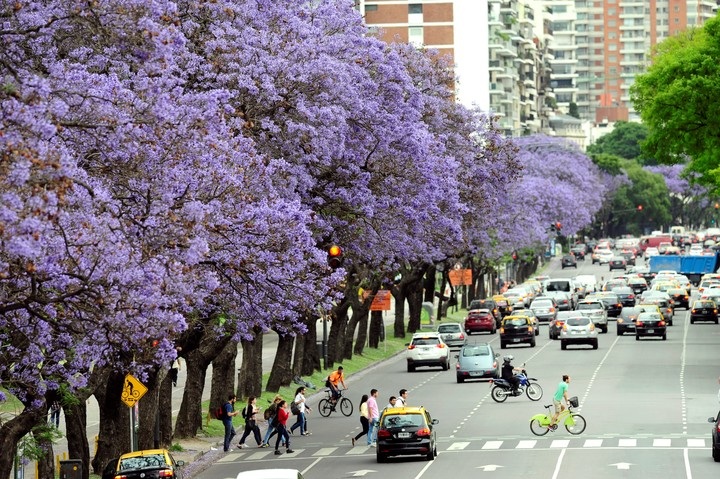Oxígeno, agua, aire limpio: la importancia de los árboles en las ciudades