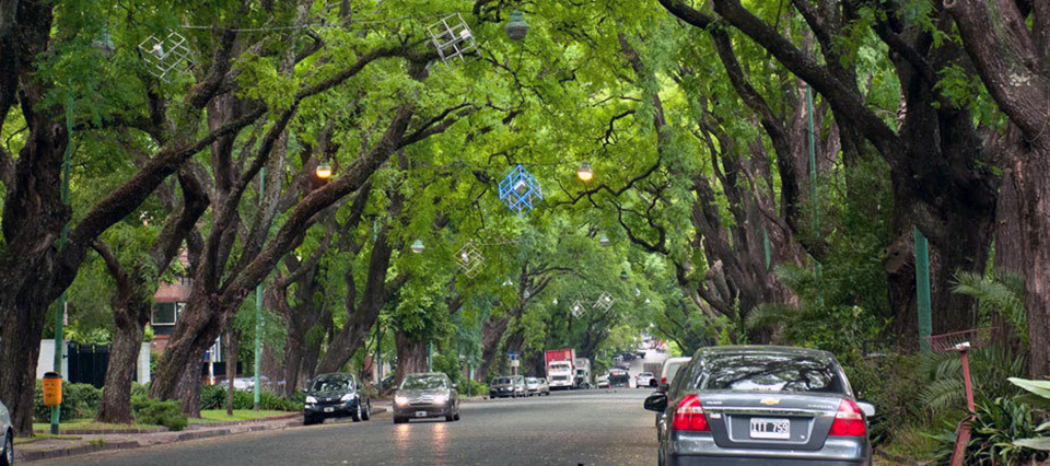 Oxígeno, agua, aire limpio: la importancia de los árboles en las ciudades