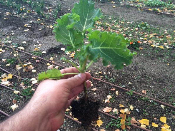Kale: la hortaliza que está en la mira de todos por sus propiedades  nutritivas | Infocampo