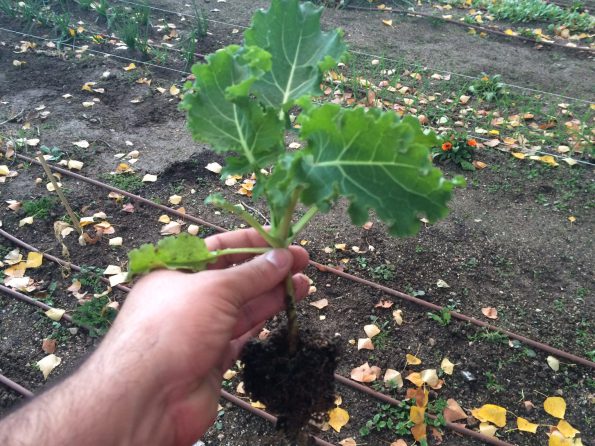 Kale: la hortaliza que está en la mira de todos por sus propiedades nutritivas | Infocampo
