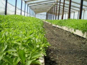 Beneficios y propiedades de la stevia