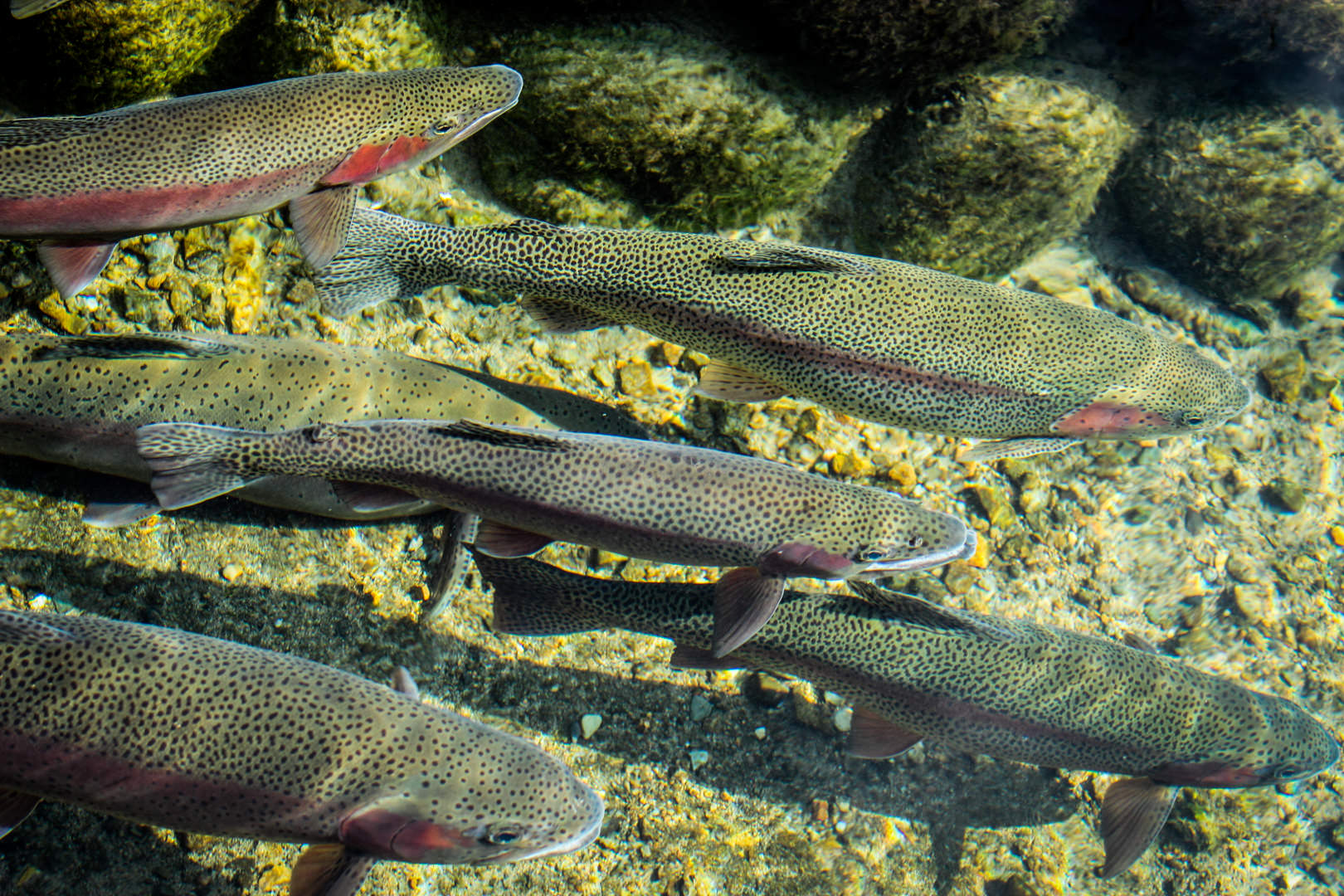 Trucha arcoiris, una de las especies acuícolas de mayor importancia en la Argentina