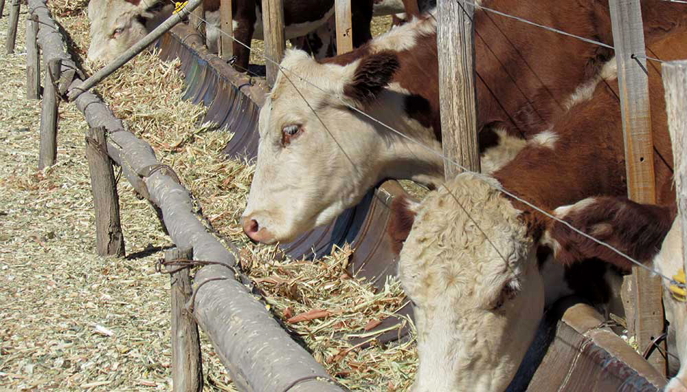 feedlot infocampo