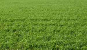 Compost: los múltiples usos del césped recién cortado del jardín