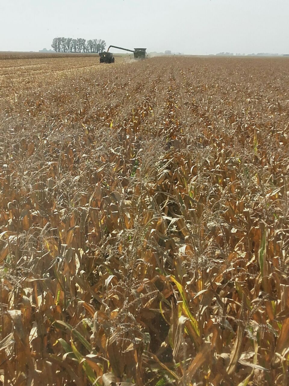 Maíz: cosechar en marzo podría reducir más del 30% las pérdidas de cosecha 1 4ad3b3fb 9f22 49c4 b655 2106446aee39