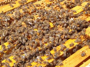 Abejas-768x576