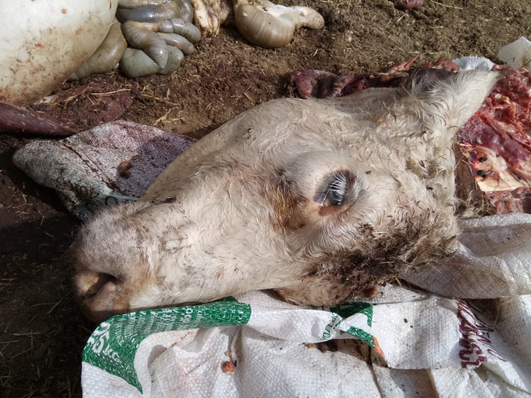 La inseguridad rural no da respiro: encuentran animales carneados clandestinamente 2 2018 04 09 PHOTO 00000014