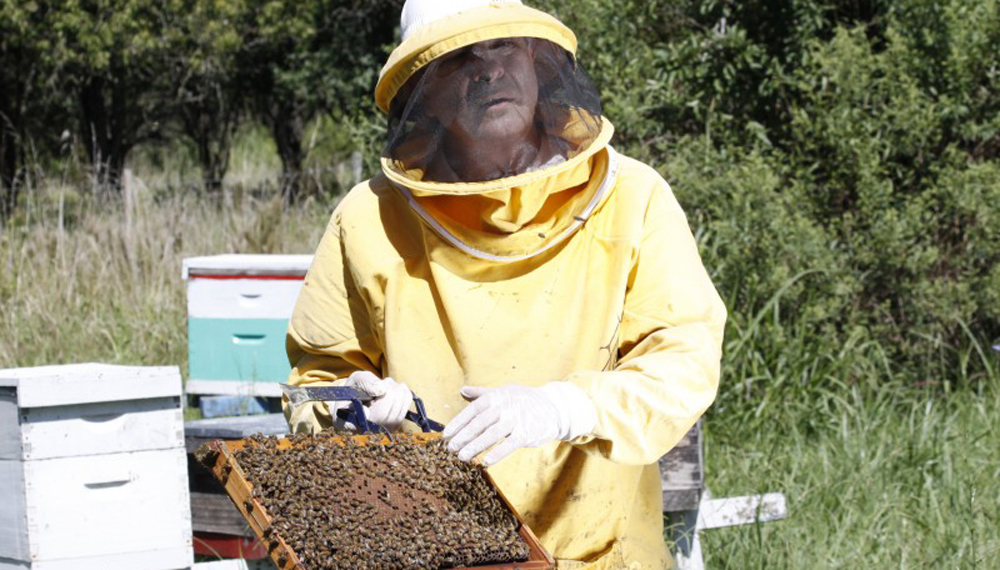 apicola miel abejas