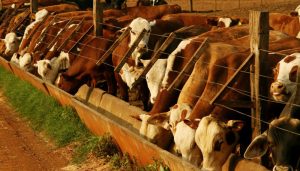 Estrés térmico: cómo reducir el estrés térmico en el manejo de hacienda en corrales