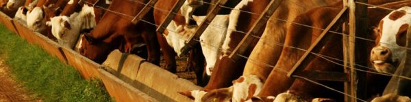 Estrés térmico: cómo reducir el estrés térmico en el manejo de hacienda en corrales