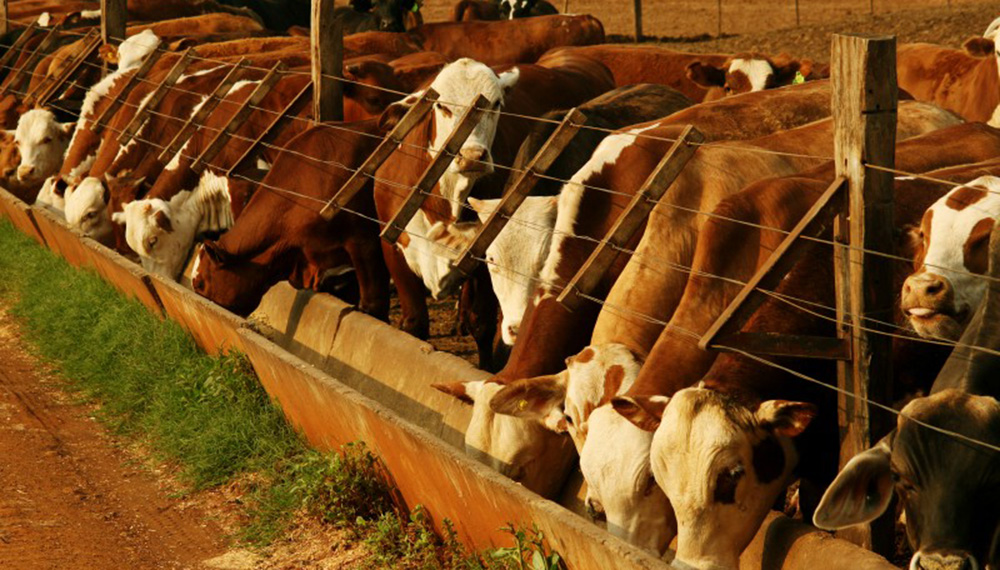 Estrés térmico: cómo reducir el estrés térmico en el manejo de hacienda en corrales