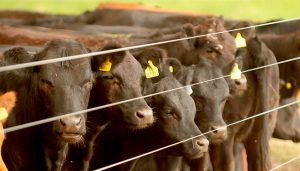 La exportaciones de carne tendrán un récord histórico durante 2019.