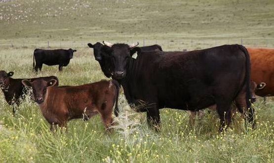 "Olive Wagyu Beef": la carne que surge de la alimentación del ganado con pulpa de aceituna 2 olivewagyu 3
