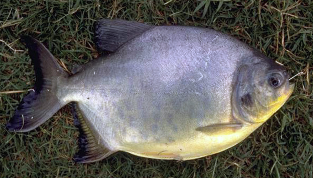 pacu 2