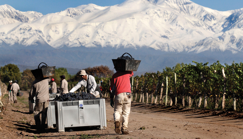 vitivinicultura vinos