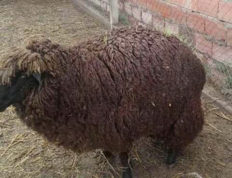 Criaturas extrañas: apareció un ternero de dos cabezas y a una oveja le germinó la lana 1 Alimento Oveja