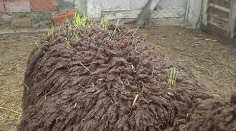 Criaturas extrañas: apareció un ternero de dos cabezas y a una oveja le germinó la lana 2 Oveja