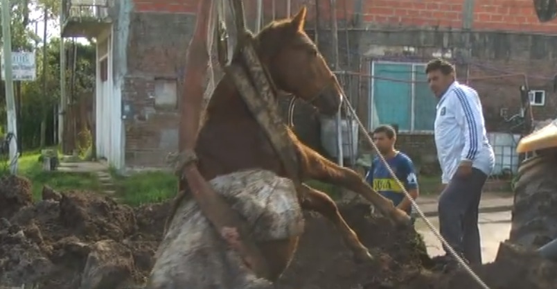 Rescataron a una yegua que se cayó en un desagüe y estuvo toda la noche atrapada 1 yegua desague