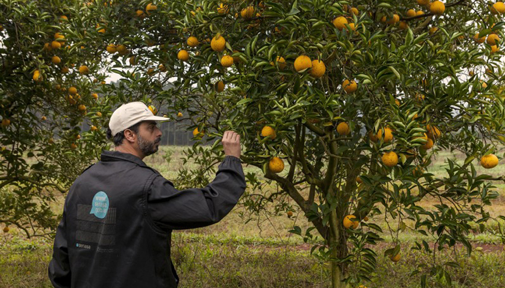 hlb senasa citricos 1