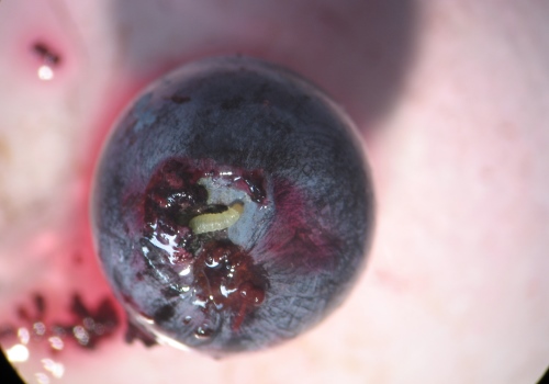 El INTA estudia el ciclo de Lobesia botrana y avanza en su control bioecológico 1 Foto INTA