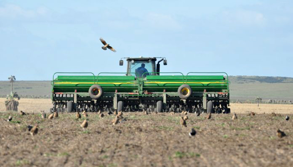 El trigo ahora se sube al tren del optimismo: ¿cuántas hectáreas se sembrarán?