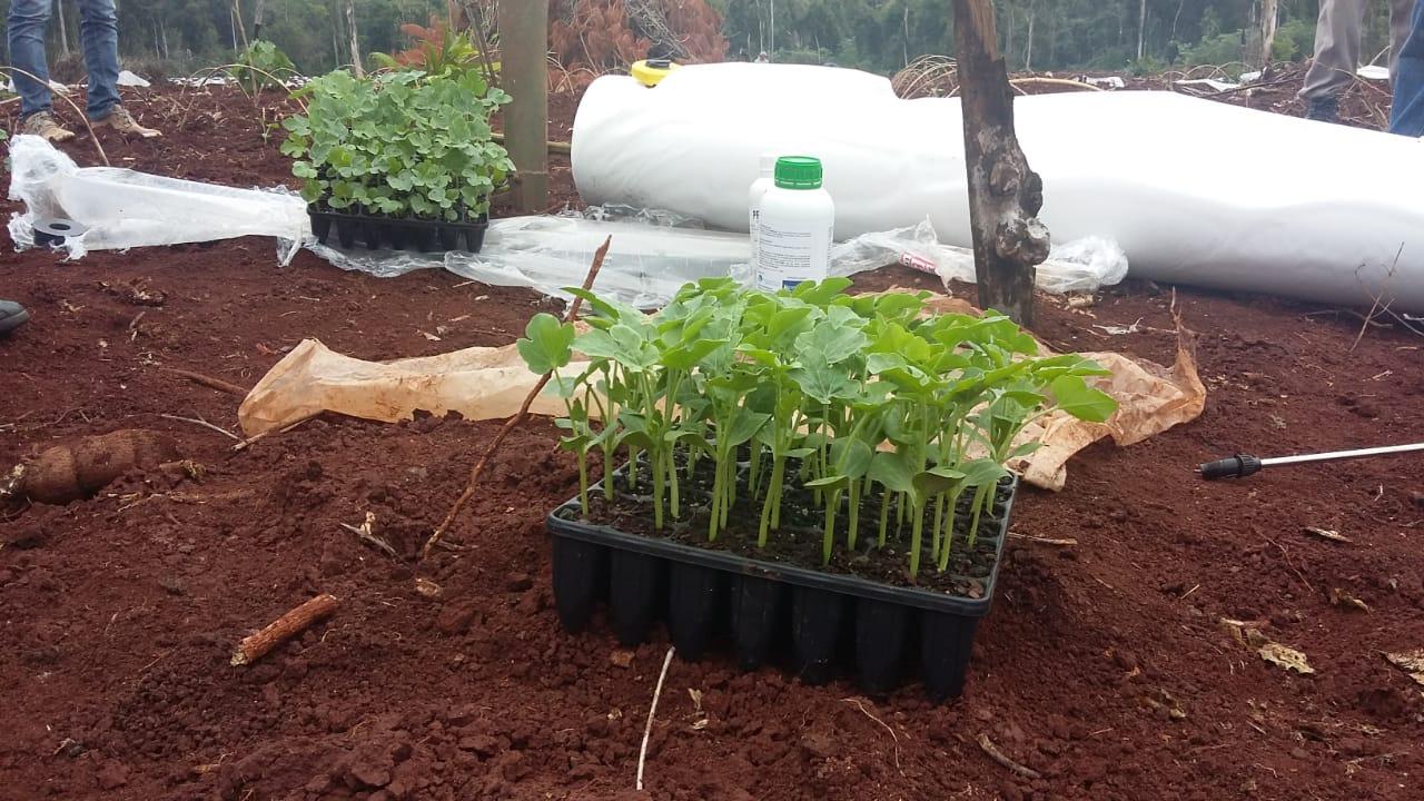 Productores de sandías adoptan nuevas tecnologías para bajar costos y aumentar la producción 1 3