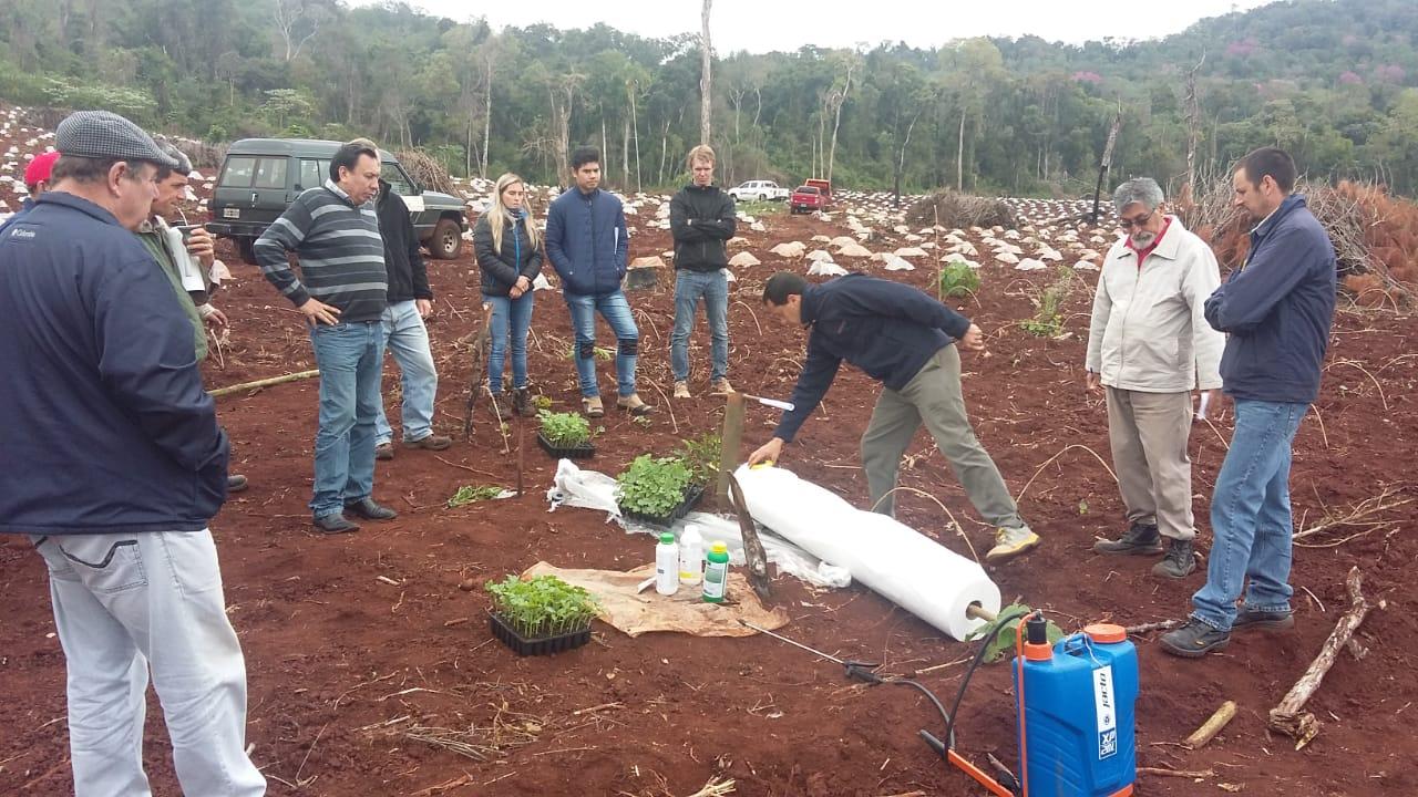 Productores de sandías adoptan nuevas tecnologías para bajar costos y aumentar la producción 2 4