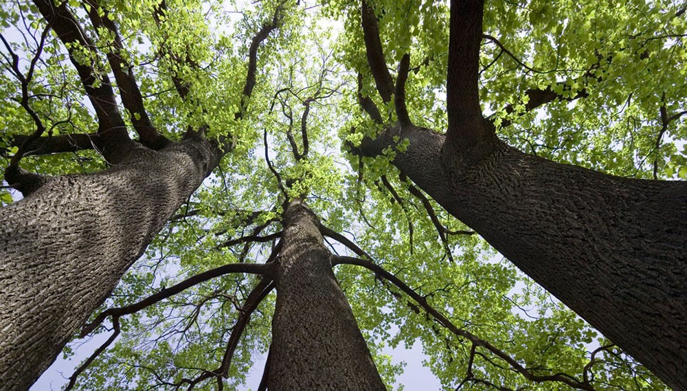 Infocampo Día del árbol: ¿Sabías que en el país no se utilizan árboles nativos para fabricar papel?