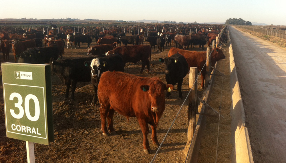 feedlot