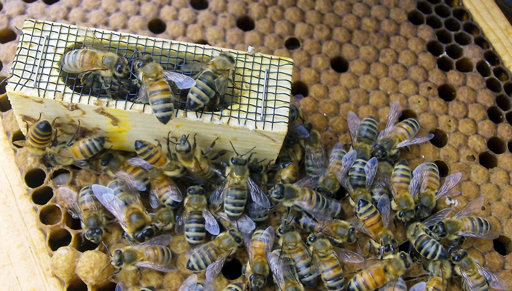transportar Miseria patio de recreo Cría de abejas reinas: en qué consiste el método doolittle