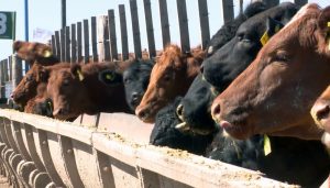 feedlot