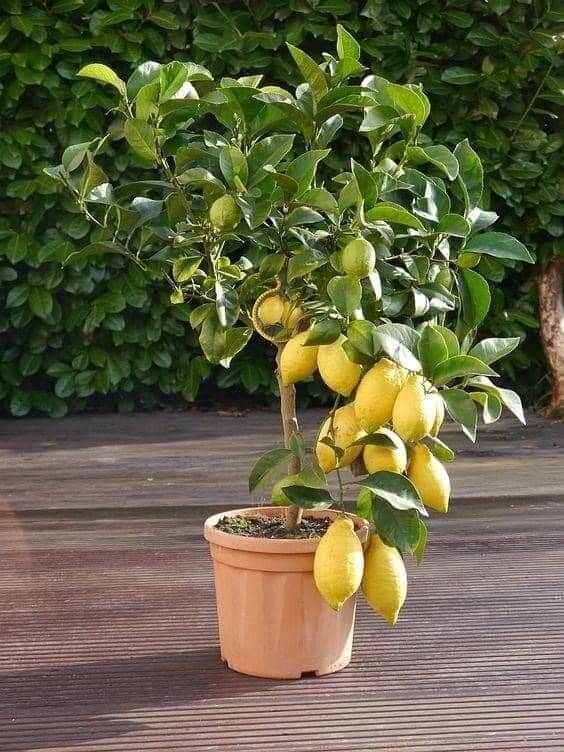 Cómo plantar limonero 4 estaciones paso a paso Cómo plantar limonero 4 estaciones paso a paso