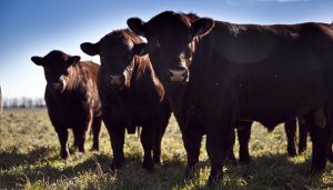 bovinos infocampo